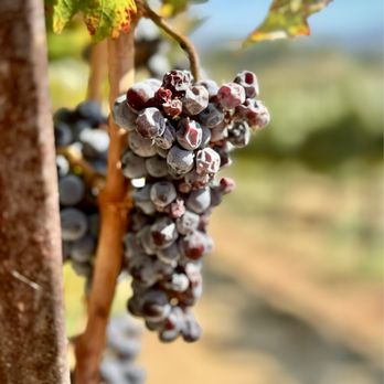 Leoness Cellars - Vineyard - Venues & Event Spaces Near Me - Temecula, California