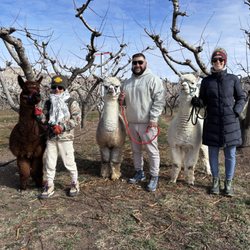 SunCrest Orchard Alpacas - My family with our alpacas on the walk