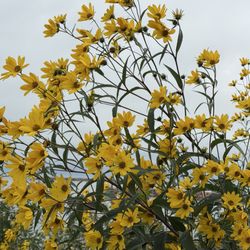 South Shore Farmers Market - Nice vegetation