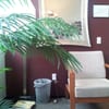 East Village Chiropractic gift card