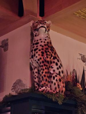 Gato Exotico by null