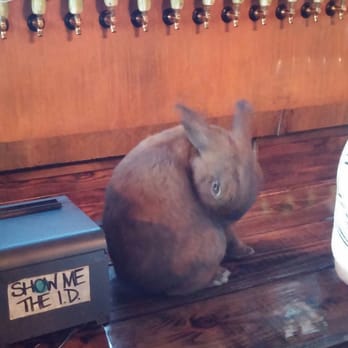 Celery City Craft - Beer bunny! - Bars Near Me - Sanford, Florida