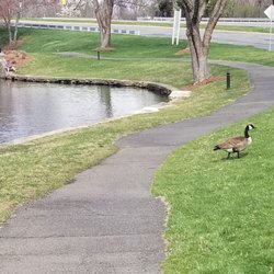 Fairview Park - 3/24/20 a closer look at these good looking geese.