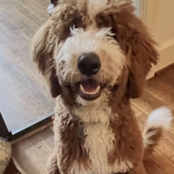 Namaste Poodles & Doodles - Barkley a couple months after we got him. - Pet Training Near Me Namaste Poodles & Doodles - Barkley a couple months after we got him. - Pet Training Near Me