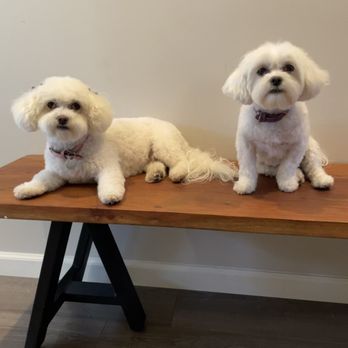 Dippity Do Dog - Pet Groomers Near Me - Chandler, Arizona
