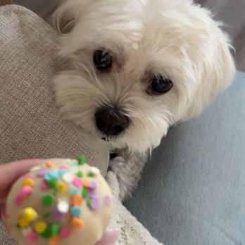 The Dog Bakery - Pet Stores Near Me - Pasadena, California The Dog Bakery - Pet Stores Near Me - Pasadena, California