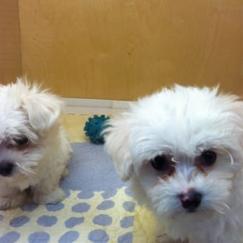 Puppy Land - Maltese puppies already potty trained! - Pet Stores Near Me - Los Angeles, California