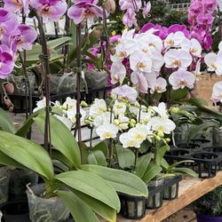 Valleyview Gardens