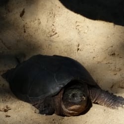 Angle Pond Grove - A turtle that climbed up to the park from the lake