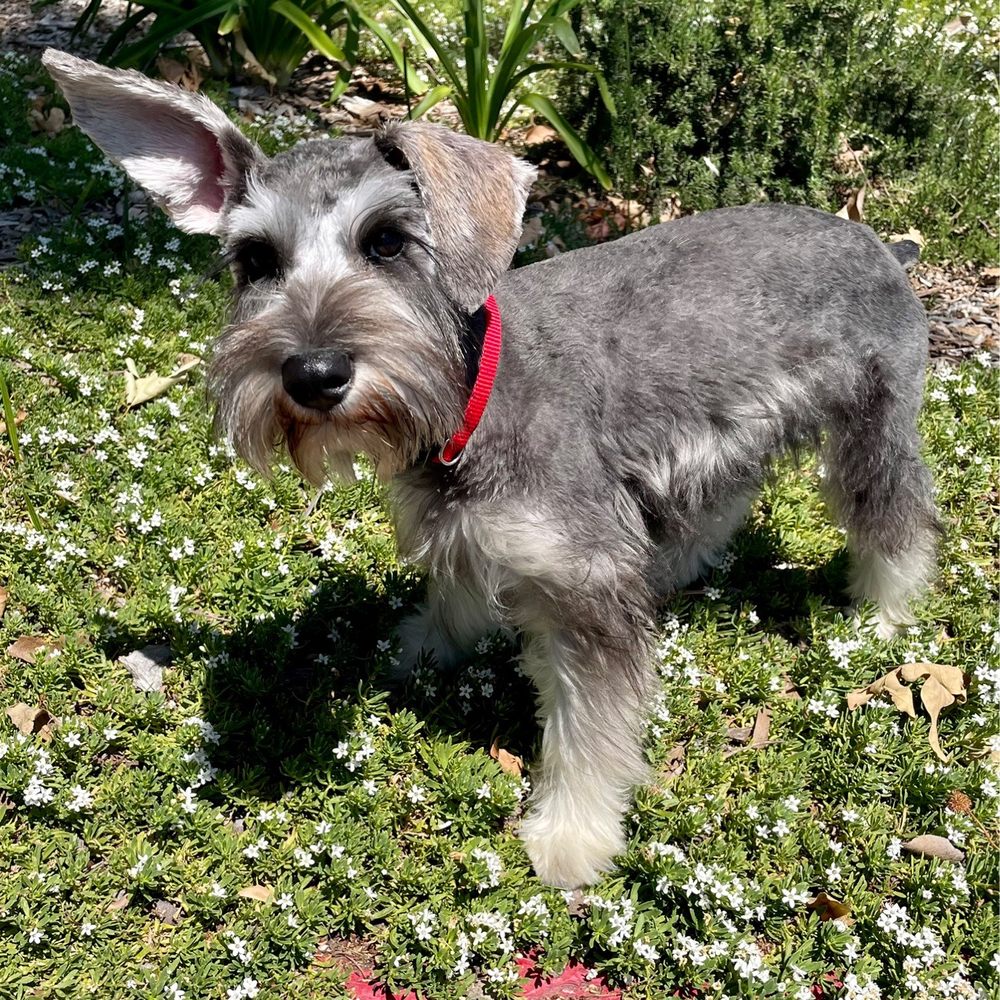 after the grooming! after the grooming!