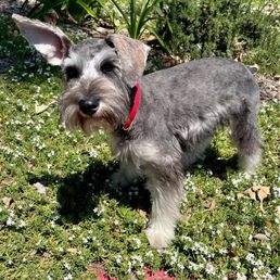 after the grooming! after the grooming!