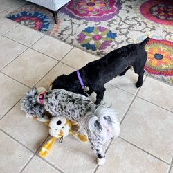 Hounds Lounge