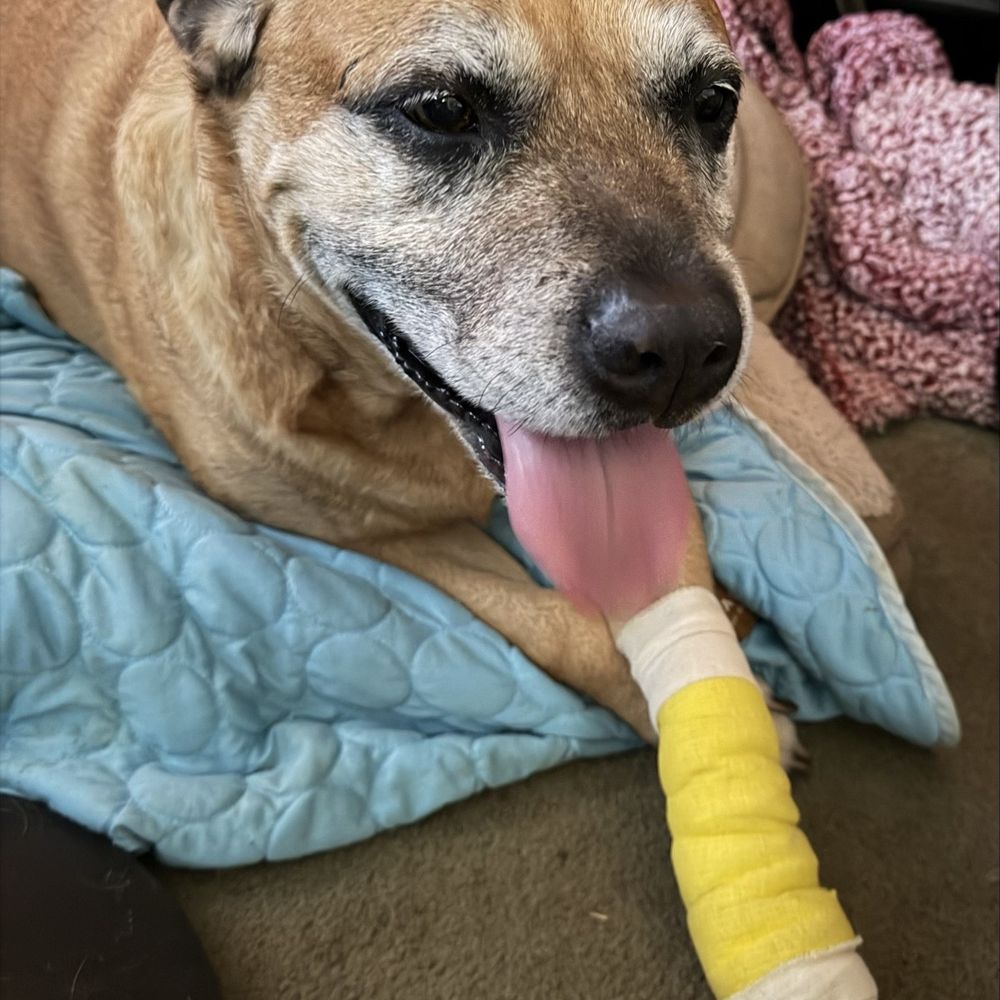 VEG ER for Pets - Archie - Emergency Pet Hospital Near Me - Manhattan Beach, California