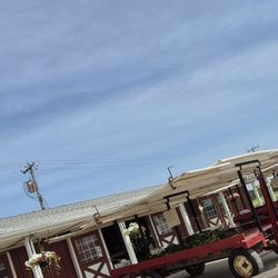 Two Carts of Corn at Boyka's Farm in Macomb. 1 is White and 1 Cart is Bi Color yellow white. 7/31/2026