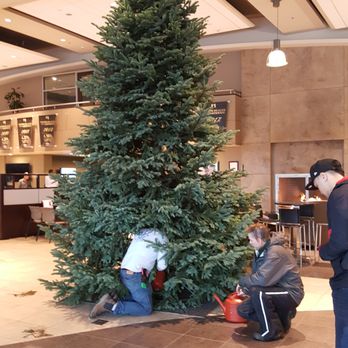 MJW Christmas Trees - a man and woman decorating a christmas tree - Christmas Trees Near Me - Bellevue, Washington