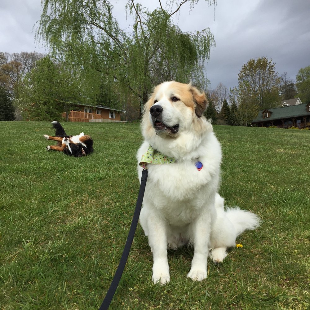 Barkwells - Frolicking on the grass (the common area). No leash needed unless your dog is the type who needs one. - Vacation Rentals Near Me - Mills River, North Carolina