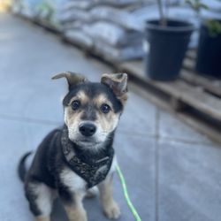 Tractor Supply - A new fur baby to love.