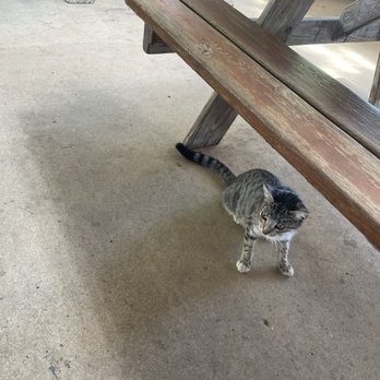 Spechts Texas - Starving, neglected cat - American Near Me - San Antonio, Texas