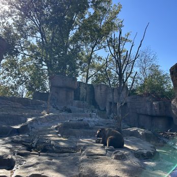 Indianapolis Zoo - Bear - Zoos Near Me - Indianapolis, Indiana Indianapolis Zoo - Bear - Zoos Near Me - Indianapolis, Indiana