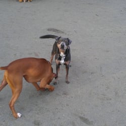 Summerlake Dog Park