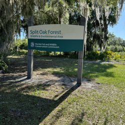 Split Oak Forest
