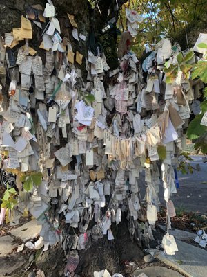 The Wishing Tree by null
