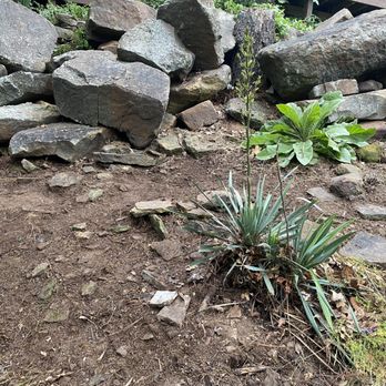 Blackbird Lawn & Landscape - a plant growing out of a pile of rocks - Tree Services Near Me Blackbird Lawn & Landscape - a plant growing out of a pile of rocks - Tree Services Near Me
