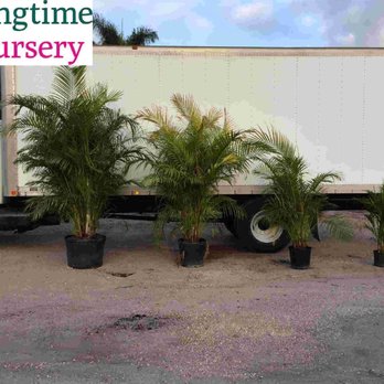 Springtime Farms - Areca Palms Starting at $10 - Nurseries & Gardening Near Me - North Fort Myers, Florida Springtime Farms - Areca Palms Starting at $10 - Nurseries & Gardening Near Me - North Fort Myers, Florida