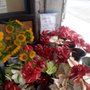 Photo of Anthuriums at Alakea and Merchant St.