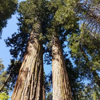 Calaveras Big Trees State Park - Parks Near Me - Arnold, California Calaveras Big Trees State Park - Parks Near Me - Arnold, California