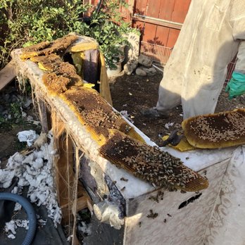 So Cal Beedad - Rescued these bees from a couch - Pest Control Near Me So Cal Beedad - Rescued these bees from a couch - Pest Control Near Me