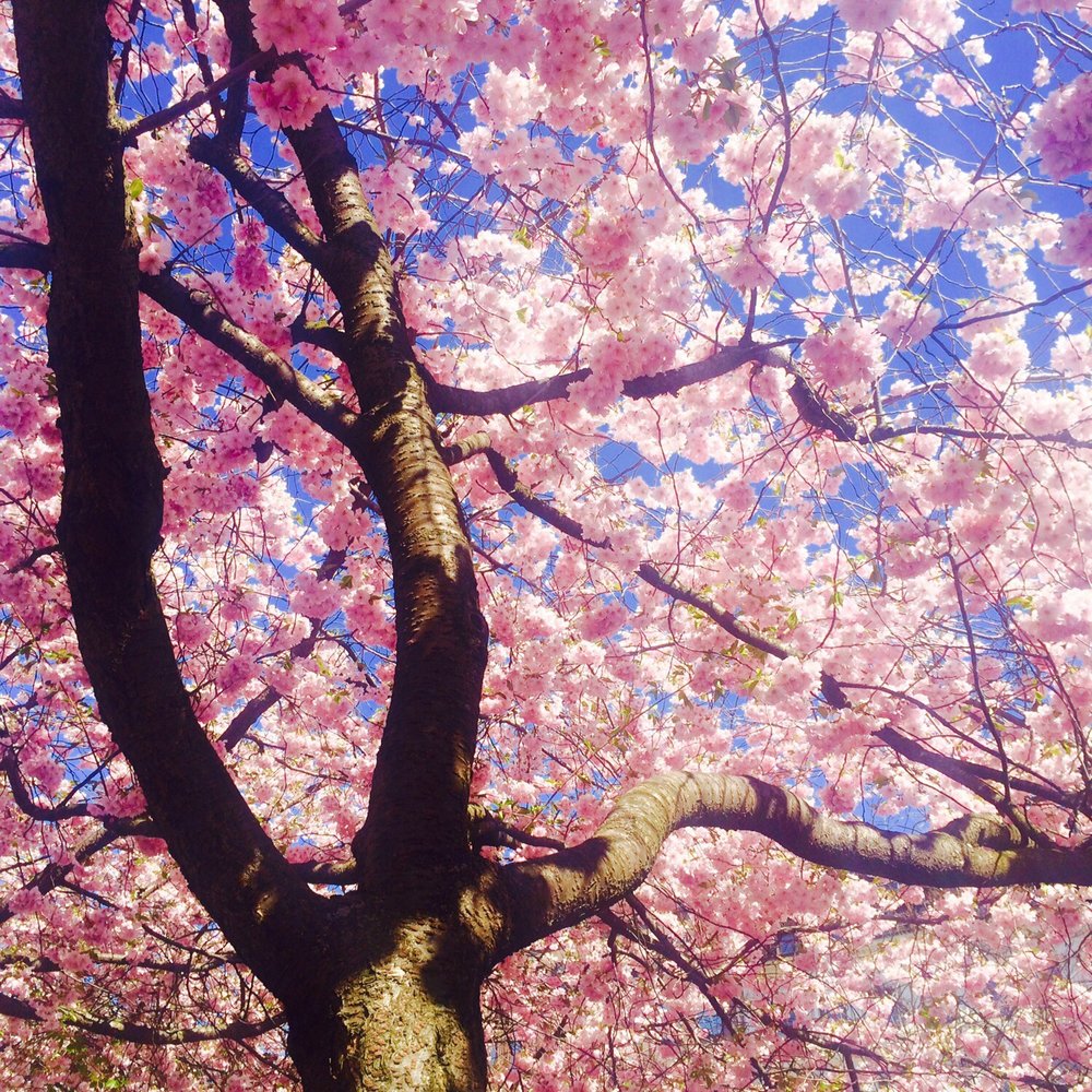 Kungsträdgården - Cherry blossoms - Parks Near Me - Stockholm, Alberta