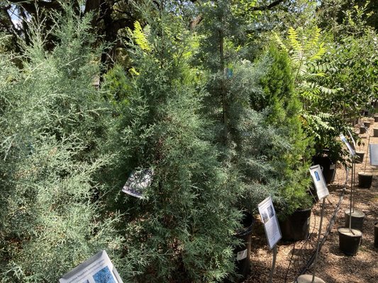 Barton Springs Nursery