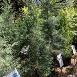 Barton Springs Nursery - Trees