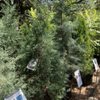 Barton Springs Nursery gift card