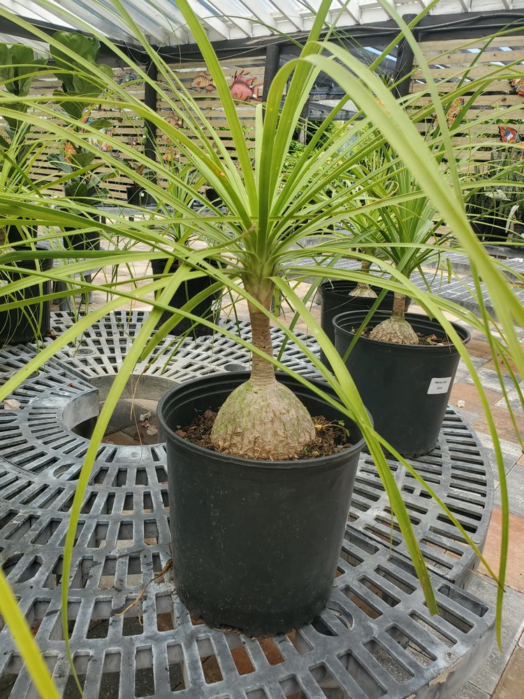 A&G LAWN & GARDEN CENTER Updated October 2024 3101 Placida Rd, Englewood, Florida