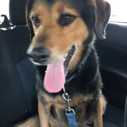 Lily on Freedom Ride home! Lily on Freedom Ride home!