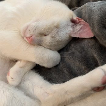 Second Hand Siamese 2 Rescue - Pet Adoption Near Me