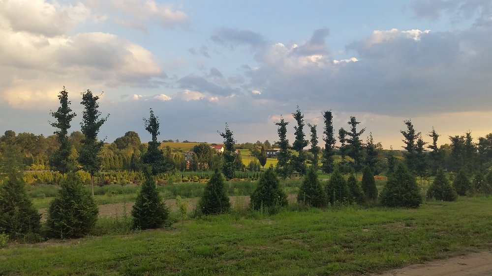 BRUCE NURSERY Updated August 2024 684 Miller Picking Rd