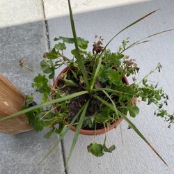 The Floral Cottage - Plant
