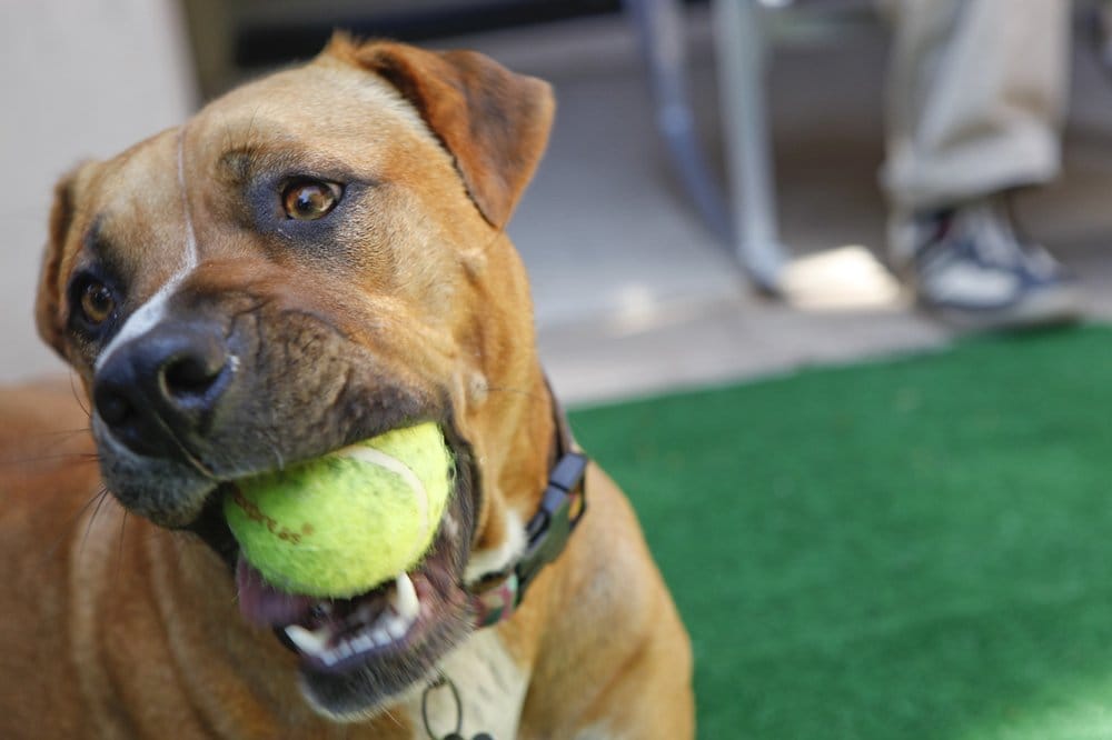 YEEEPAW! - pet boarding facility in San Francisco, CA