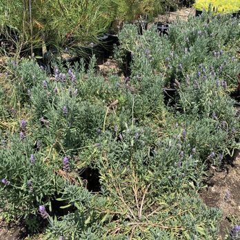 Nick's Nursery - Nurseries & Gardening Near Me - Sun Valley, California