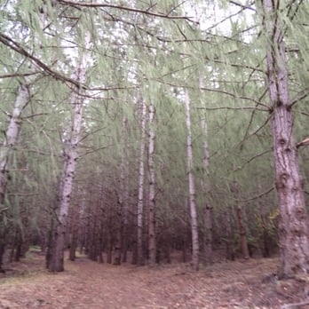 Saddle Mountain  - Breathtaking but eerie Spanish moss forest on the hike to the top of the mountain! - Campgrounds Near Me - Carmel, California