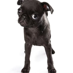 A Dog's Life Photography