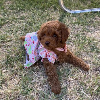 Cherry Creek Veterinary Hospital - Lucy - Veterinarians Near Me - Antelope, California Cherry Creek Veterinary Hospital - Lucy - Veterinarians Near Me - Antelope, California