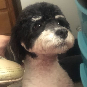 South Point Pet Spa - Pet Groomers Near Me - Tempe, Arizona