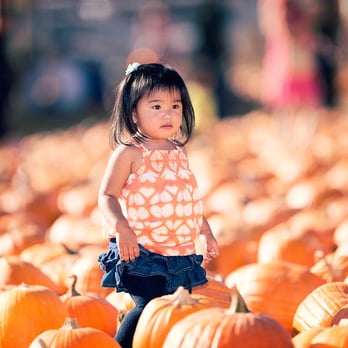 Lombardi Ranch - sea of pumpkins - Farmers Market Near Me - Santa Clarita, California Lombardi Ranch - sea of pumpkins - Farmers Market Near Me - Santa Clarita, California