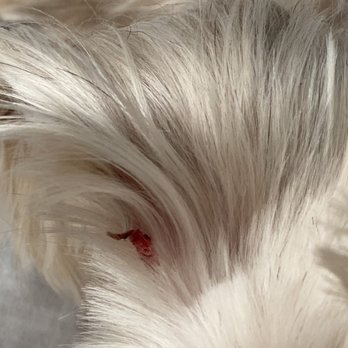 Posey Pups - (1)Snipped right ear. 01-23-22 @ 3:10 PM - Pet Groomers Near Me - Fairfax, Virginia Posey Pups - (1)Snipped right ear. 01-23-22 @ 3:10 PM - Pet Groomers Near Me - Fairfax, Virginia