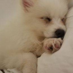Pomsky