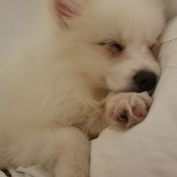 Gabby Pets - Pomsky - Pet Stores Near Me - Bronx, New York